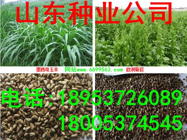 牧草養(yǎng)豬技術(shù)|種植牧草養(yǎng)豬的效益