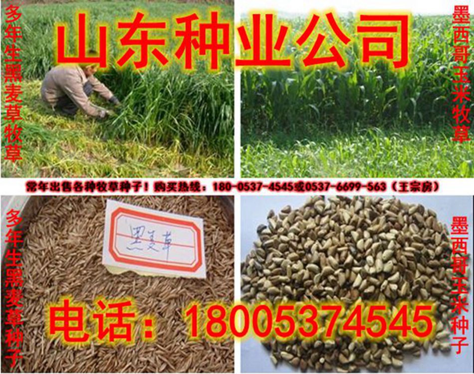 墨西哥玉米種植時間|四季墨西哥玉米種子