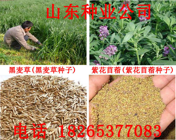 黑麥草種植方法|黑麥草種子的價(jià)格