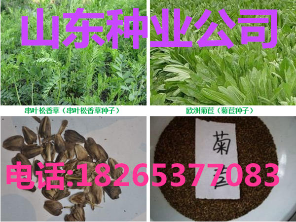 养牛要种什么牧草|养牛种哪种牧草好