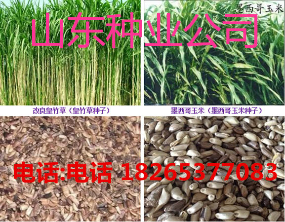 產量{zg}的牧草|四季牧草種子|牧草新品種