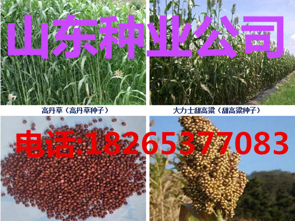 種什么牧草養(yǎng)驢好|養(yǎng)驢{sx}什么牧草