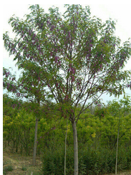 香花槐綠化