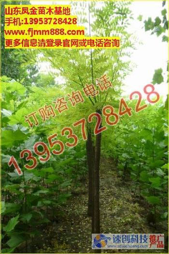 濟寧半冠法桐基地-濟寧全冠法桐采購-鳳金苗木