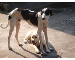 格力犬哪里有賣的/山東故鄉犬業格力犬養殖基地