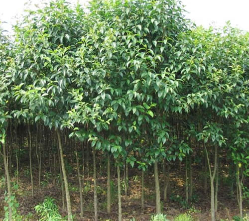 廣水苗木哪家好|孝昌縣綠美園林綠化|綠化苗木種子