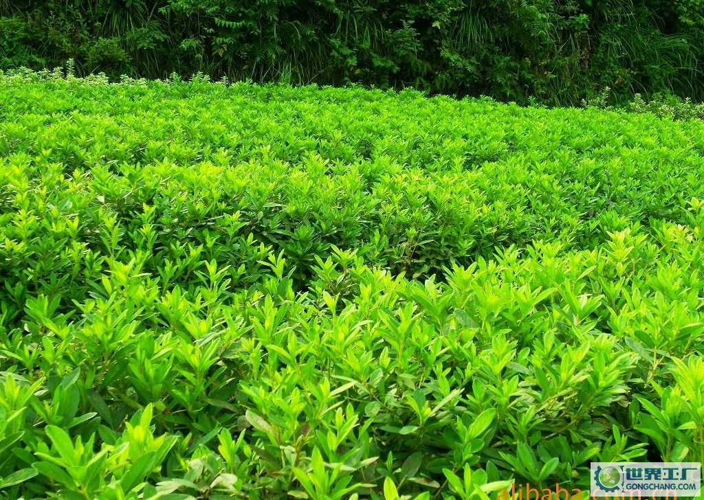 黃花梨苗木|孝昌縣綠美園林綠化|桂花苗木哪家好