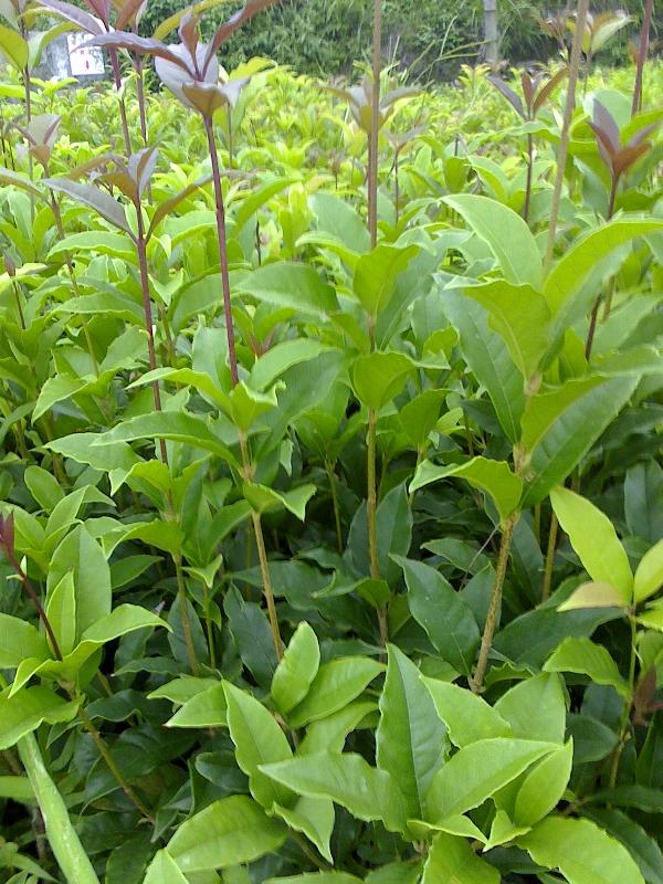 信陽桂花苗木哪家好|孝昌縣綠美園林綠化|桂花培育基地