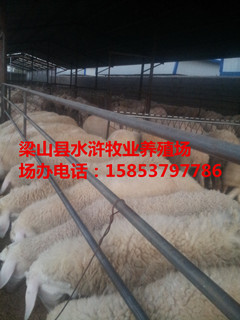 白頭波爾山羊|波爾山羊活羊多少錢一斤