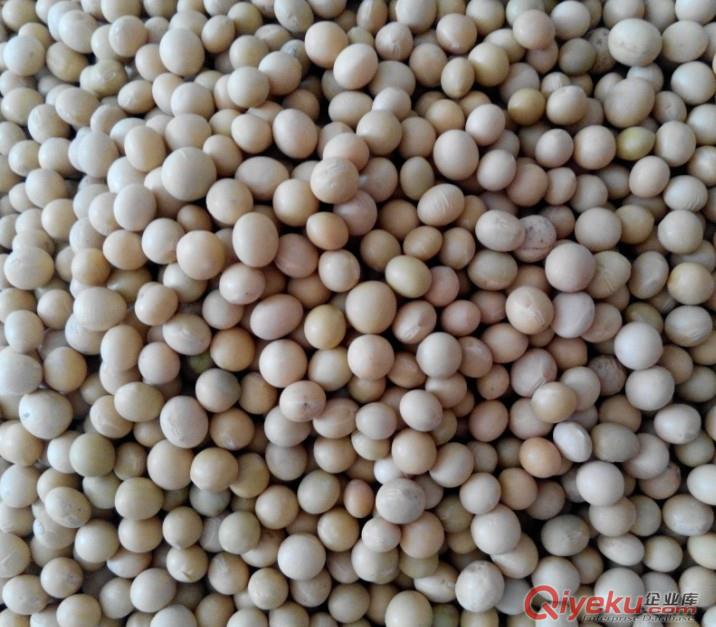 高蛋白質含量一級非轉大豆