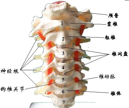 武漢小針刀腰椎間盤突出 價格優(yōu)惠 專業(yè)安全 鄭昌才