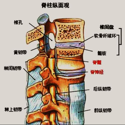 武漢小針刀腰椎間盤突出 價格優(yōu)惠 專業(yè)安全 鄭昌才