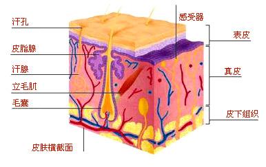 武漢快速zl頸椎病 推薦風(fēng)濕骨病好大夫鄭昌才