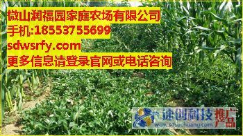 云南草莓苗/浙江草莓苗/長春草莓苗/微山潤福園