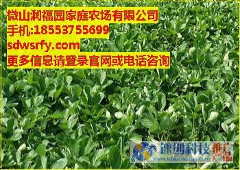 新疆紅顏草莓苗/云南紅顏草莓苗/微山潤福園
