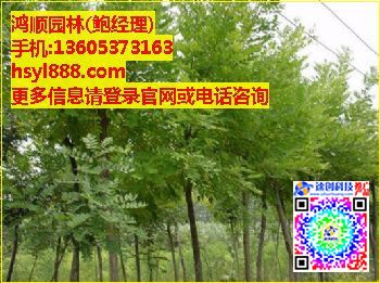 2米白蠟苗,白蠟小樹苗,鮑經(jīng)理