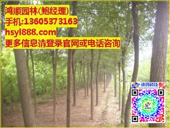 李營造型法桐|山東造型法桐基地|鴻順園林,鮑經(jīng)理