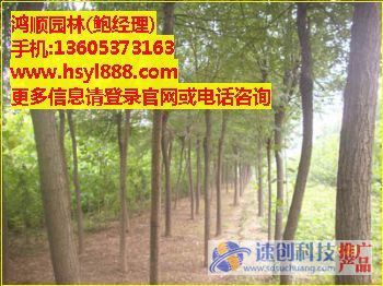 哪里的垂柳便宜,10公分直柳,鮑經(jīng)理