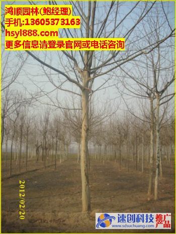 速生白蠟種植基地,一年冒白蠟,鮑經理
