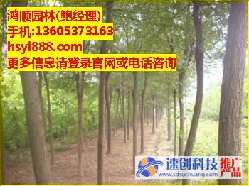 一年生國槐,造型國槐價格,鮑經理
