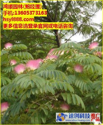 白蠟種植基地,1,5公分白臘小苗,鮑經(jīng)理