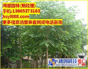 白蠟種植基地,1,5公分白臘小苗,鮑經(jīng)理