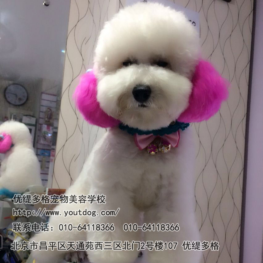 寵物美容學校