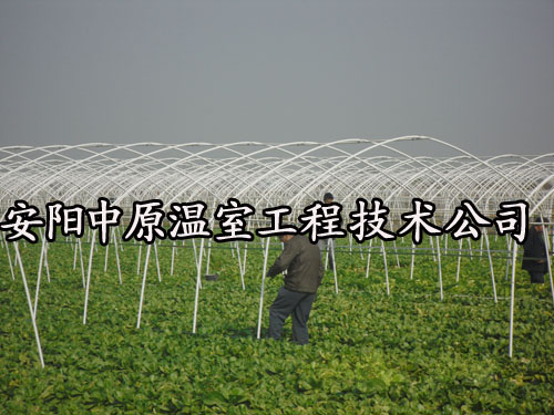 鋼架大棚廠家/安陽(yáng)市中原溫室