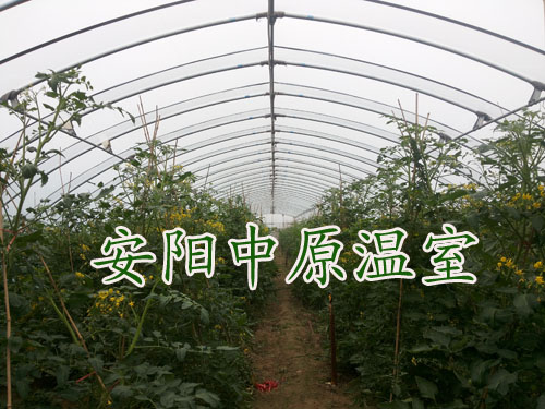 蔬菜种植大棚/安阳市中原温室