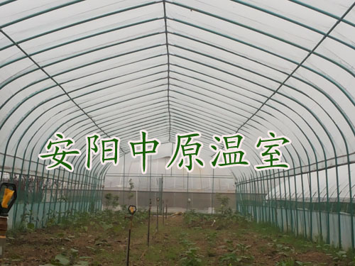 鋼架大棚批發/安陽市中原溫室