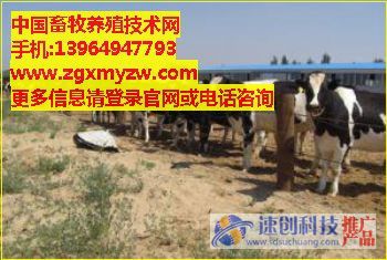 东北肉牛价格_东北肉牛基地_养殖技术网