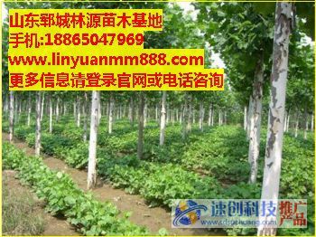 兩年冠造型法桐,山東法桐種植基地,林源苗木(李經(jīng)理)