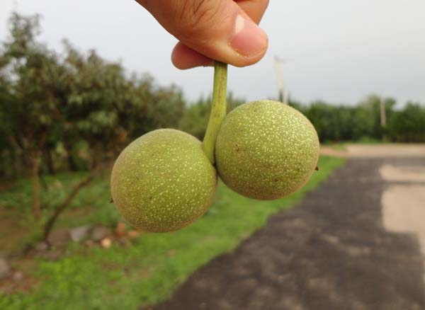 薄皮核桃苗價(jià)格分析 核桃苗修剪 8518核桃苗種植基地