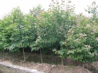 供應(yīng)日本早櫻