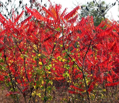 大量供應紅豆杉