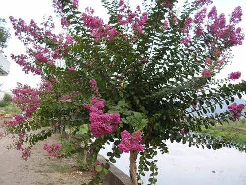 各種規(guī)格紫薇百日紅