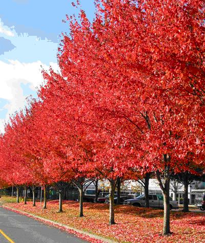 泰安市紅楓