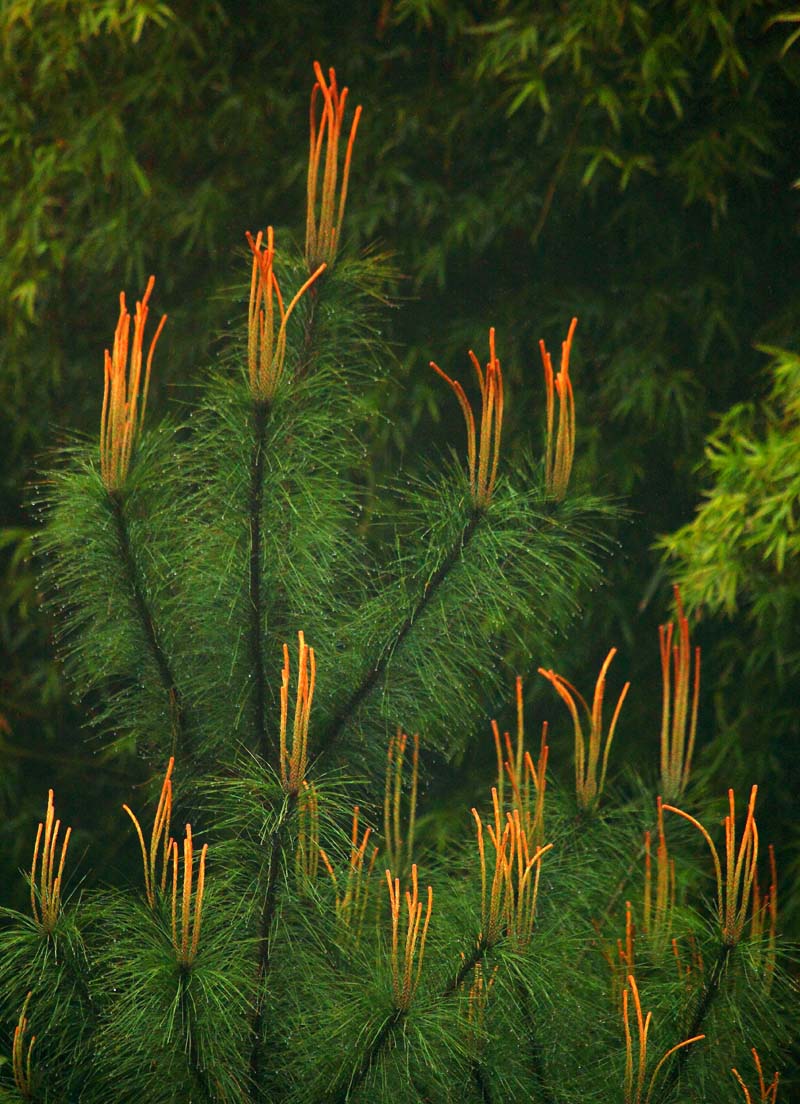 大量供應(yīng)馬尾松