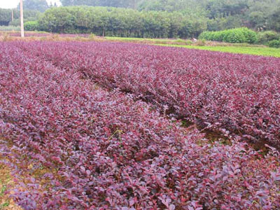 山東櫻花苗代理