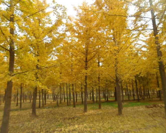 山東專業(yè)種植西府海棠