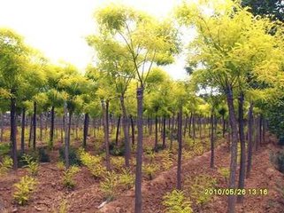 黃金槐代理