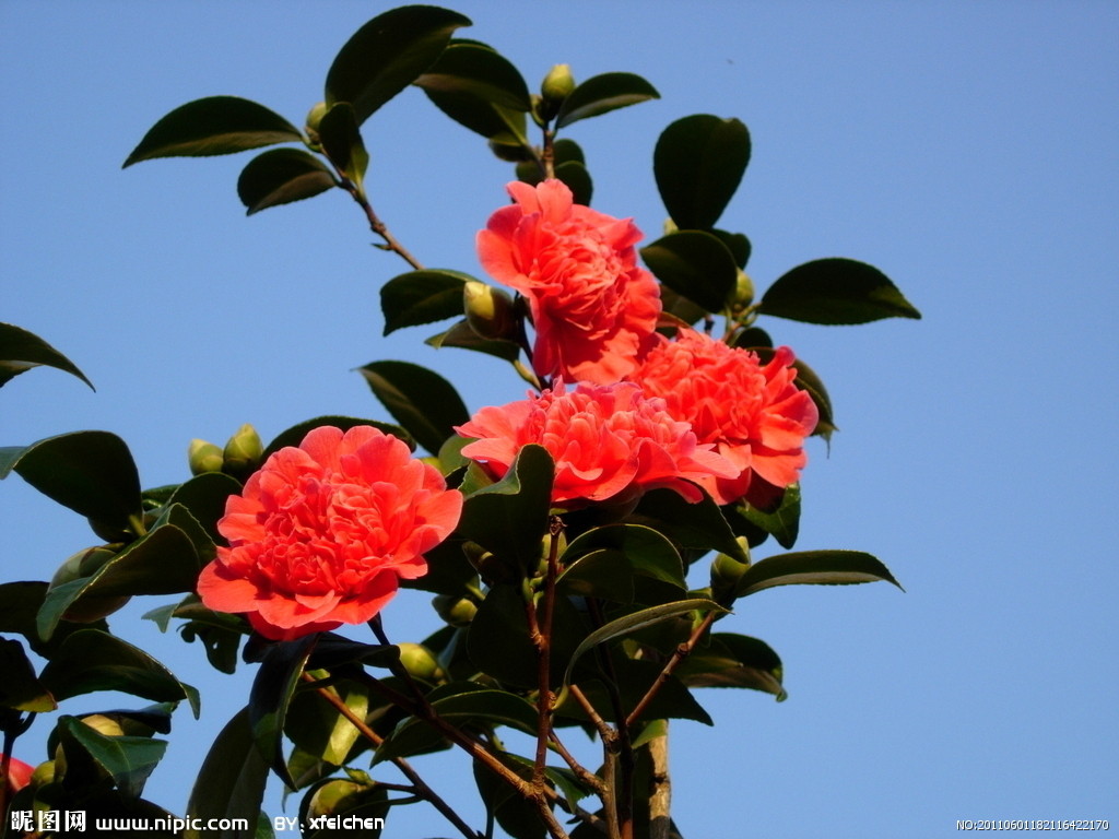 山茶花