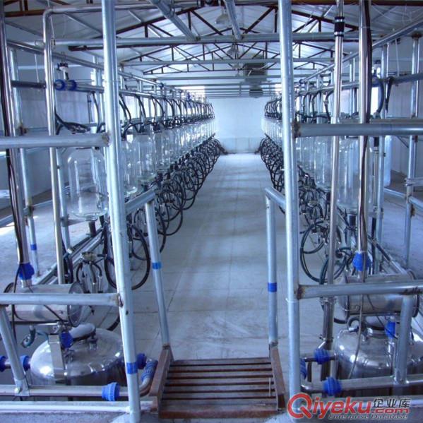 【廠家直銷】大中型牧場專用奶廳，魚骨式形狀分流式計量奶廳