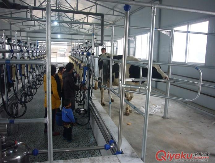 【廠家直銷】分流式計量奶廳，低價供應(yīng)中原始圖片2