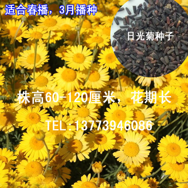 日光菊種子多年生草本花卉日光菊花種子包郵花卉種籽