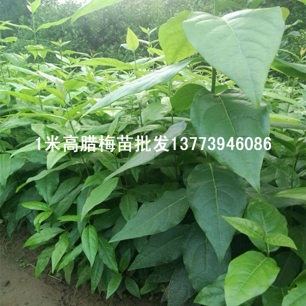 買臘梅種子提供種植經(jīng)驗出芽率蠻高哦基地實際操作經(jīng)驗