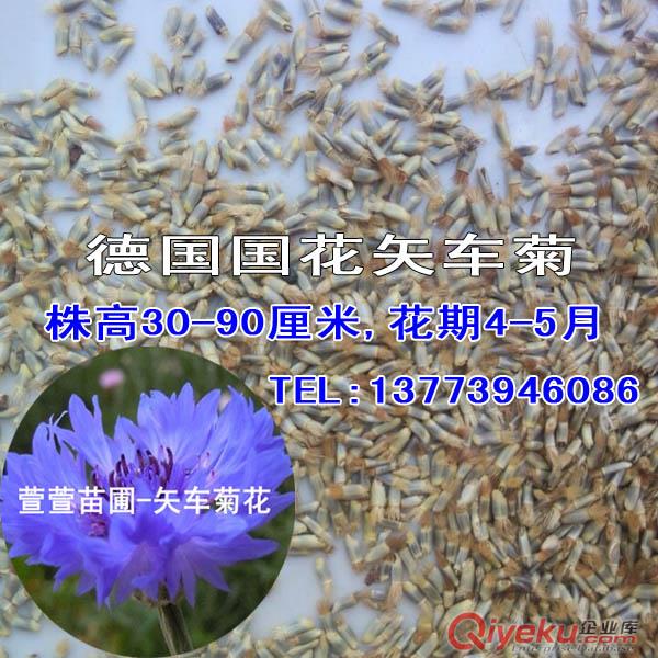 草花種子硫華菊園林觀賞花卉春夏可播草花種自繁能力強