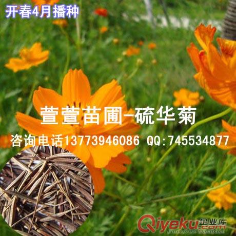 食用花卉苗木白花木槿苗規(guī)格全貨源足白木槿樹苗藥用白花