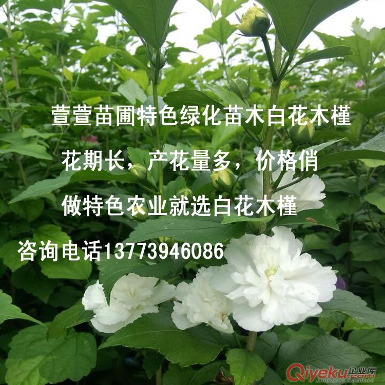 桑樹種子飼養(yǎng)蠶的{zh0}植物桑葚子營養(yǎng)價植極高桑葚