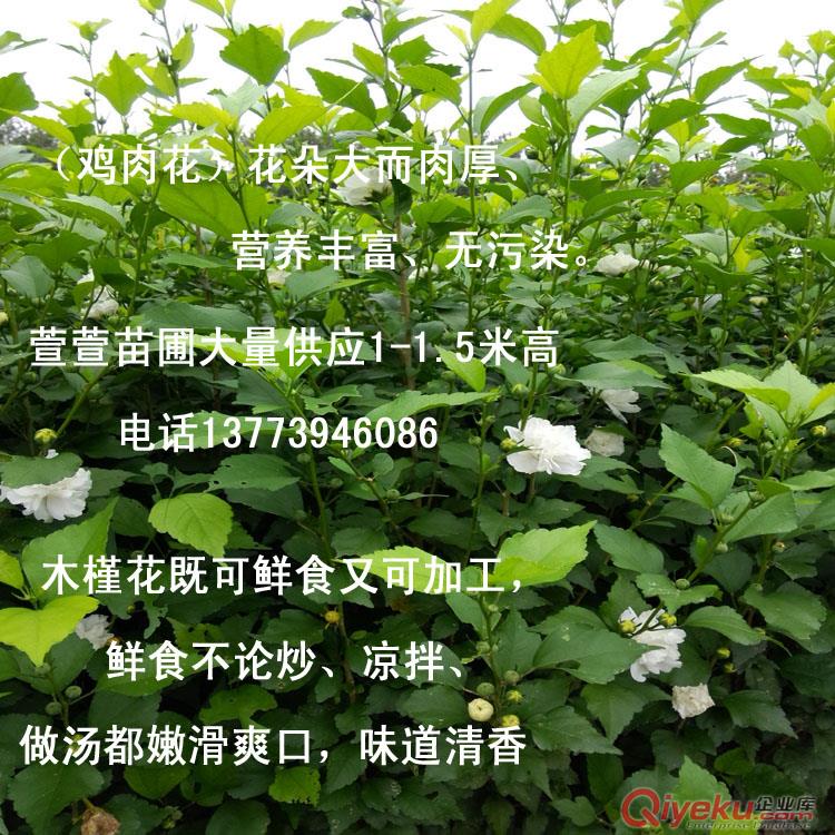 食用花卉苗木白花木槿苗規(guī)格全貨源足白木槿樹苗藥用白花原始圖片2
